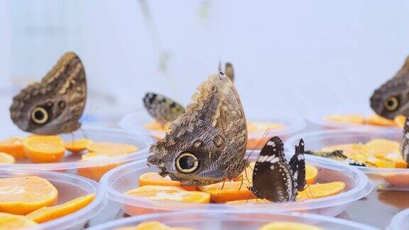 棕色的大蝴蝶在柑橘类水果上吸食花蜜蝴蝶在橘子特写镜头