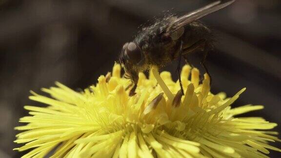 蝇虫在黄花上吃花蜜
