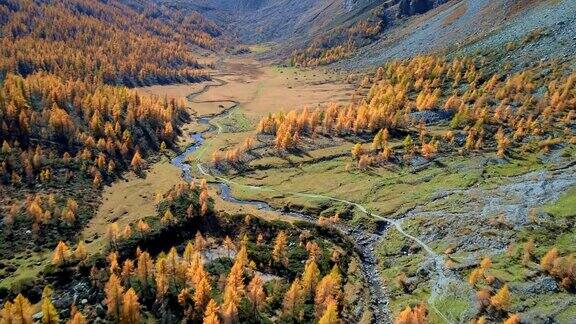 在阳光明媚的秋天向前空中俯瞰高山山谷和橙色落叶松森林欧洲阿尔卑斯山户外丰富多彩的自然景观山野秋季的建立4k无人机飞行建立镜头