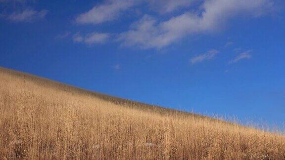 草和蓝天