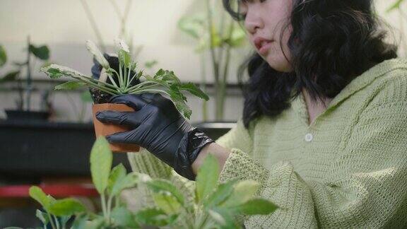 年轻女子手戴黑色手套享受照顾可爱的小植物