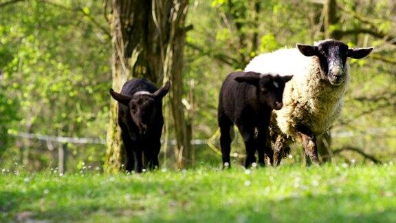 农场上一只美丽的白色小羊羔在大自然中以草木为背景理念:生态、家畜、生物、农作