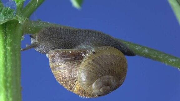 蜗牛在植物树枝上行走的微距超高清视频