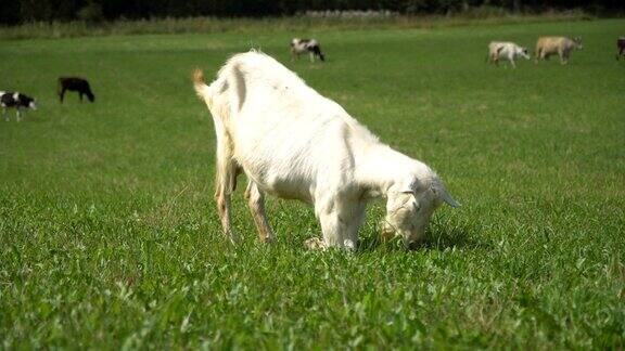 这只山羊在草坪上嚼着、摆着姿势、沉思着