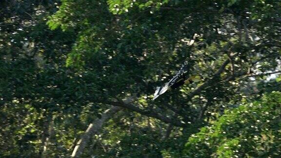 大犀鸟在森林的树上慢镜头