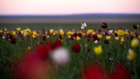 背景天空中阳光明媚的草地上的野生郁金香日出草原在春天变得生机勃勃