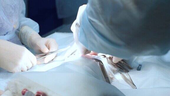 兽医专业地从猫的腹部取出子宫一位兽医正在给一只猫做阉割手术阉割猫