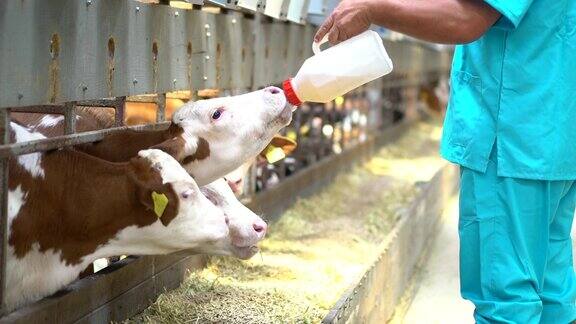 农民用牲口棚里的鲜奶喂小牛