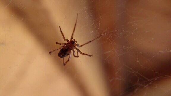 蜘蛛躲在自己的网里