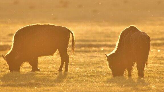 放牧的野牛:黄石国家公园