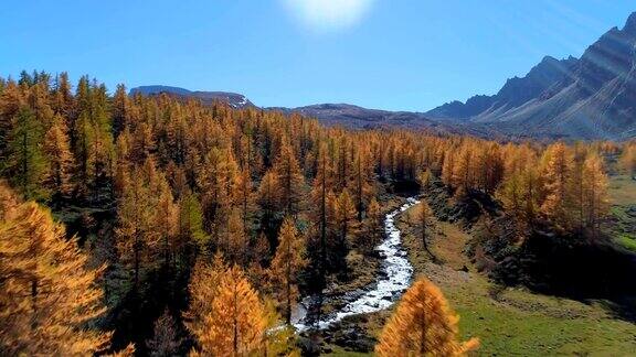 在阳光明媚的秋天向前空中俯瞰高山山谷和橙色落叶松森林欧洲阿尔卑斯山户外丰富多彩的自然景观山野秋季的建立4k无人机飞行建立镜头