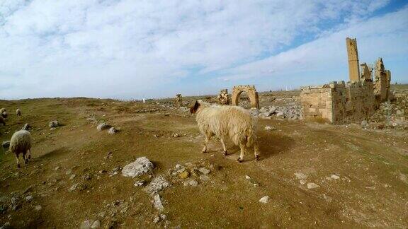 绵羊散步尖塔遗迹土耳其南部与叙利亚接壤的DateHarran大学遗址