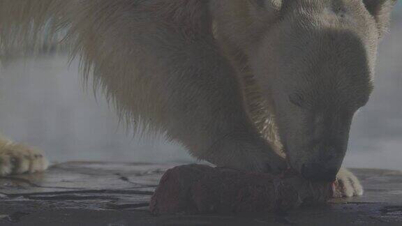 美丽的肖像镜头北极熊在自然景观北极熊在冷水附近的岩石海滩上吃生肉4K慢动作视频ProRes422未分级C-LOG10位