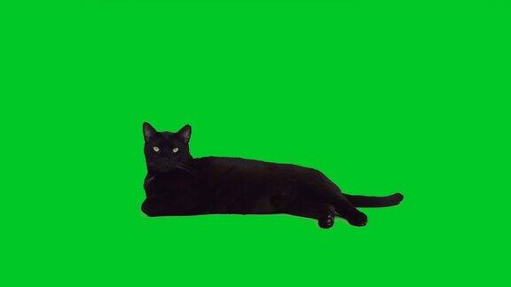4k黑猫躺在绿色屏幕上
