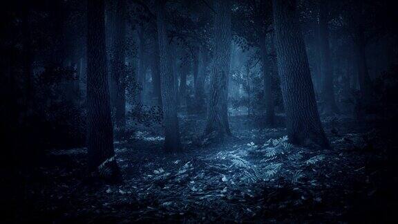 月光在夜森林中穿行穿过树冠