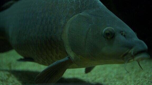 在水族馆里游泳的鲶鱼