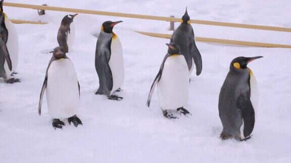 一群企鹅在散步