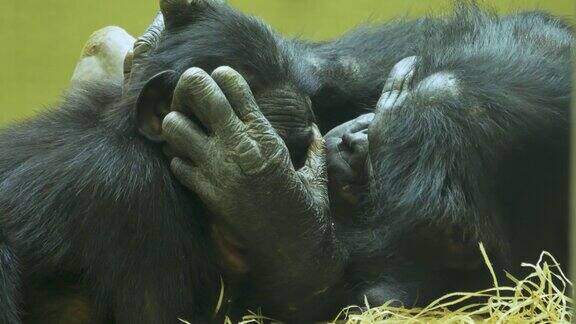 倭黑猩猩的妈妈和宝宝