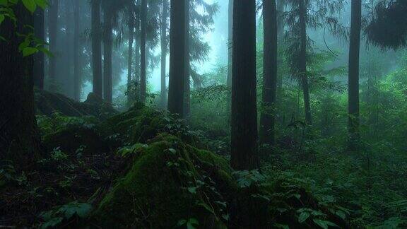 下雨的时候森林里有雾