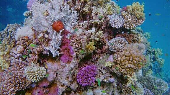 红海上五颜六色的珊瑚礁上的海洋生物-马萨阿拉姆-埃及