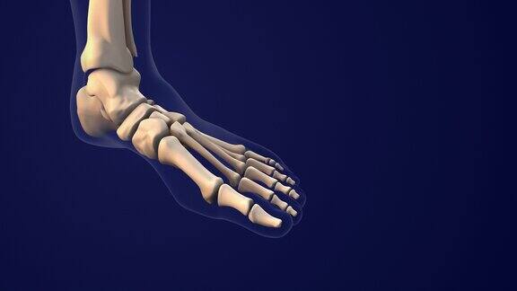 人类脚的骨骼系统