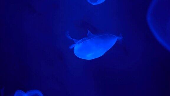 水母在水中优雅地游动海洋生物