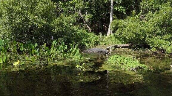 美国爱德华·鲍尔·瓦库拉·斯普林斯州立公园的美洲鳄