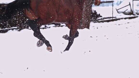 棕色的马在雪地里奔跑动作超级慢