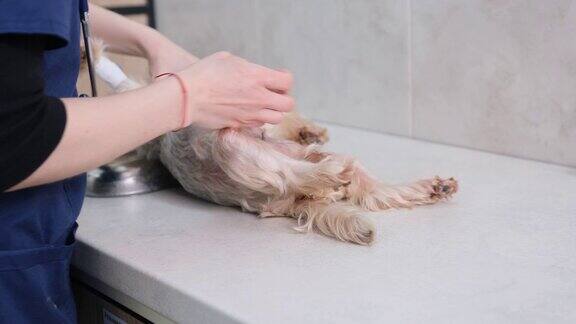 医生在手术前对狗的腹部进行治疗手术准备