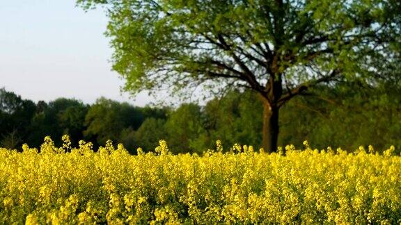 一片盛开的新鲜黄色油菜籽田背景是一棵大橡树