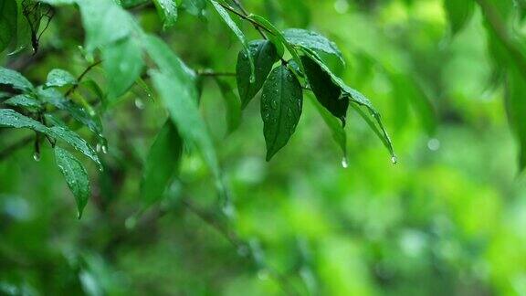 雨天的风景