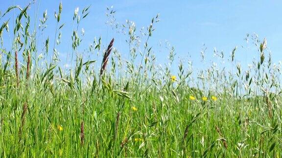 风吹着草地上的长草