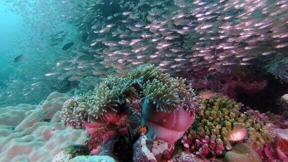 史诗般的自然小丑鱼在充满活力的水下珊瑚礁生态系统