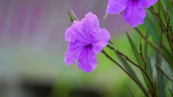 紫花在雨后的风泰国清迈省