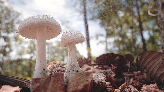 森林里美丽的蘑菇