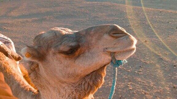在沙漠中休息的骆驼特写