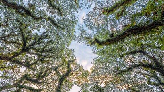 日落时移动的云的时间延迟在印度尼西亚东爪哇Banyuwangi的DeDjawatan森林中美丽的绿色树木