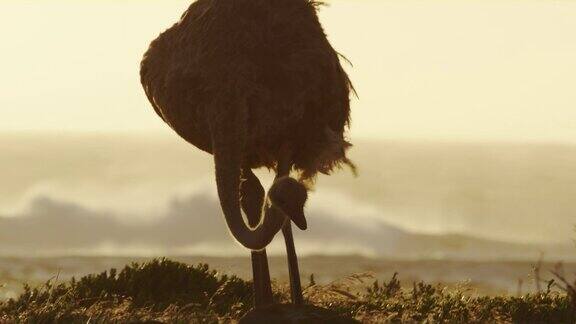 一只正在吃东西的鸵鸟和波浪在背景上南非
