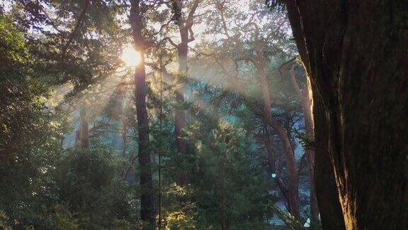 清晨的阳光唤醒了乡村明媚的阳光穿过树林