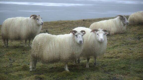 冰岛的绵羊冬季大雪天气的家畜群美丽的自然山野8公里射击