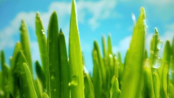 多汁的绿草与露珠大自然的春天早晨阳光明媚的一天
