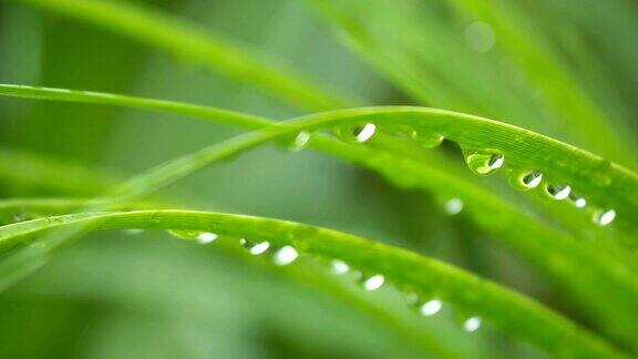 雨滴落在绿叶上