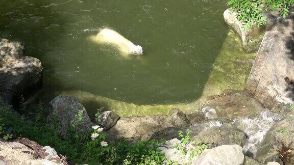北极熊在水中放松