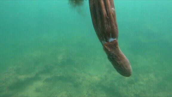 野生章鱼在地中海水下游泳章鱼在海底海里的一只章鱼
