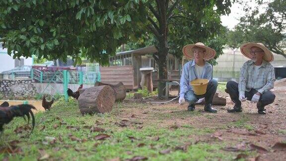 一位亚洲华人老人早上带着儿子提着桶在鸡舍喂鸡