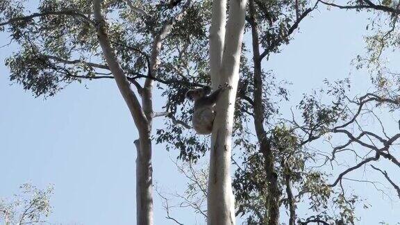 一只考拉熊紧紧地抓住一棵在微风中摇曳的高大桉树的树枝