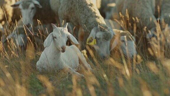 小山羊躺在草地上嚼草一群羊在草地上吃草肖像的观点4k10位ProRes