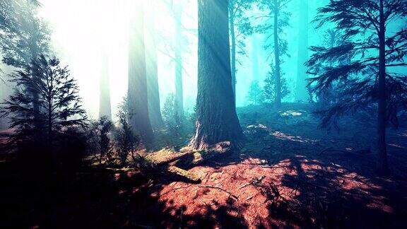 著名的巨型红杉的经典景观