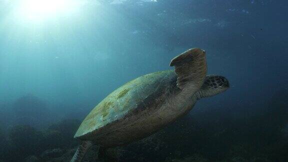 海龟从潜水员身边游开的水下景象