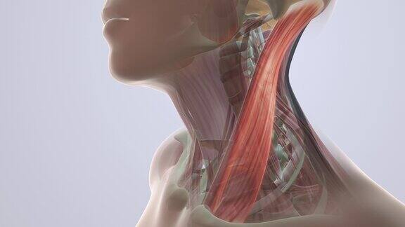 颈部肌肉疼痛的解剖